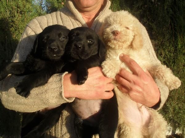 ultimos cachorros de labrador y perro de agua