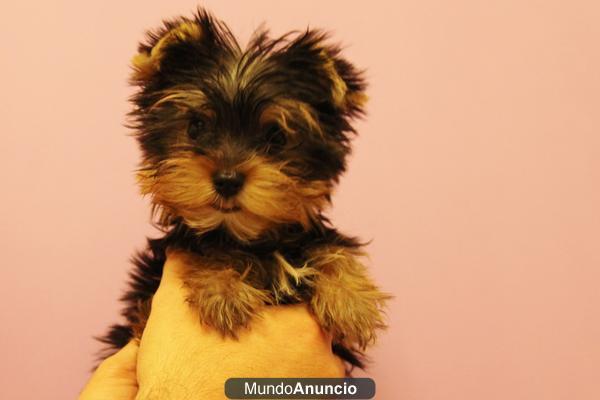 Vendo preciosos,  auténticos cachorros de  yorkshire terrier  mini