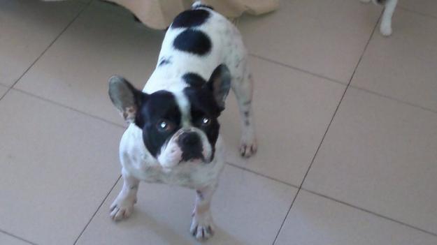 Bulldog Frances busca novia para monta.