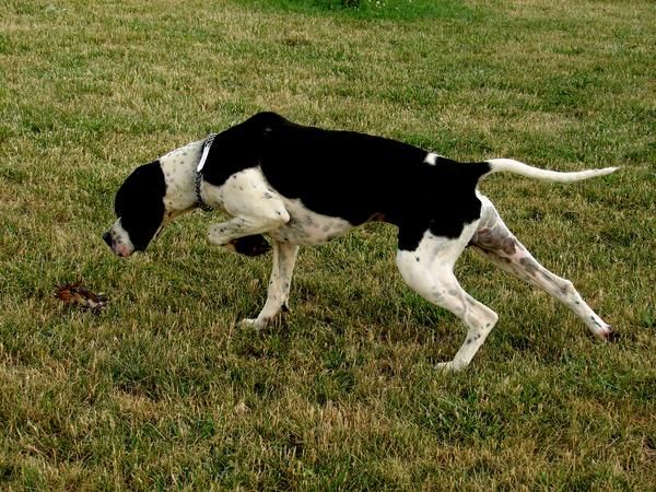 cachorros de pointer del valle riaza