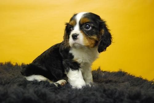 camada de cavalier king, macho y hembra en venta