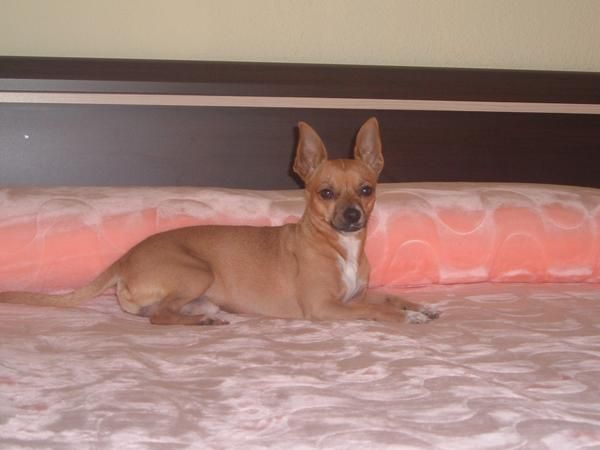 Chihuahua busca novia