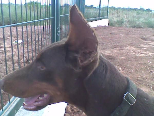 Dobermann pura sangre.