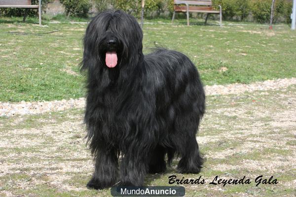 Excelente camada de Pastor de Brie (Briard)