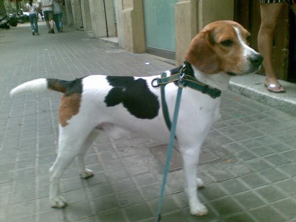 REGALO BEAGLE DE 4 AÑOS, MUY BUENO