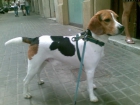 REGALO BEAGLE DE 4 AÑOS, MUY BUENO - mejor precio | unprecio.es