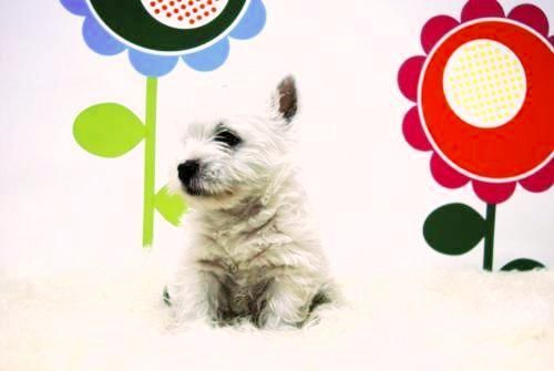 Westy Camadas con 2 meses - Cachorros Listos para Entregar - www.animalflower.es