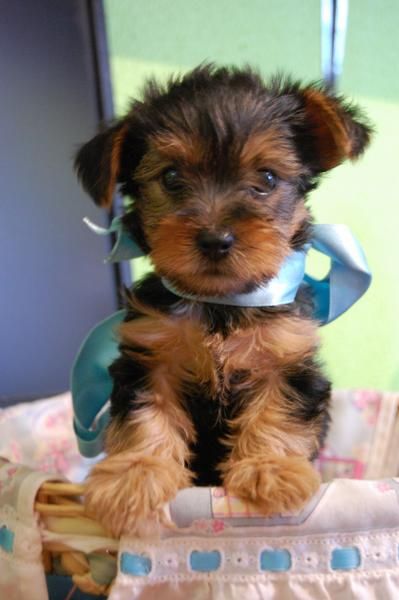 YORKSHIRE TERRIER MINI LISTO PARA ENTREGAR