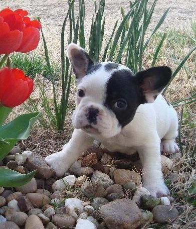 Adorable y cachorro de buldog francés bien socializado para adopción.