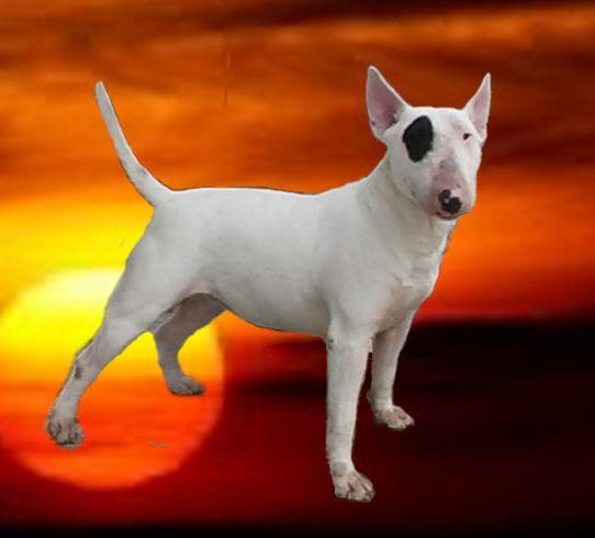 Bull terrier standar CACHORROS