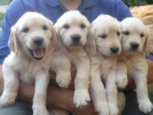 Cachorros de Golden Retriever