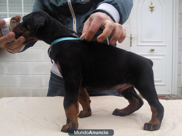 camada de doberman