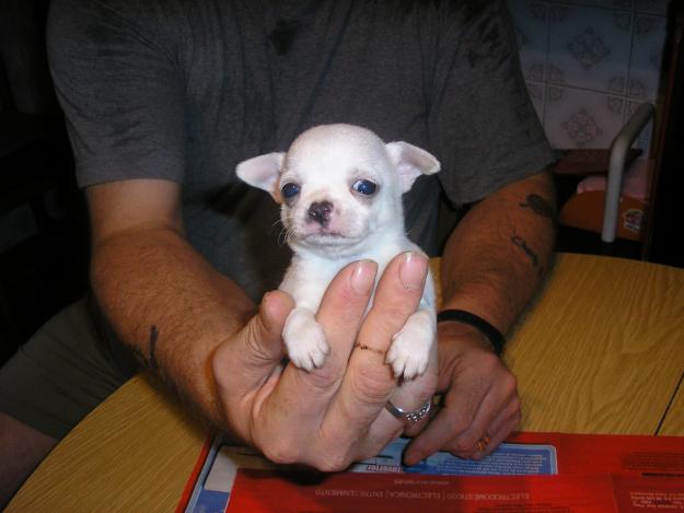 nuevas camadas de chihuahuas tamaño bolsillo blancos y blancos y marrones