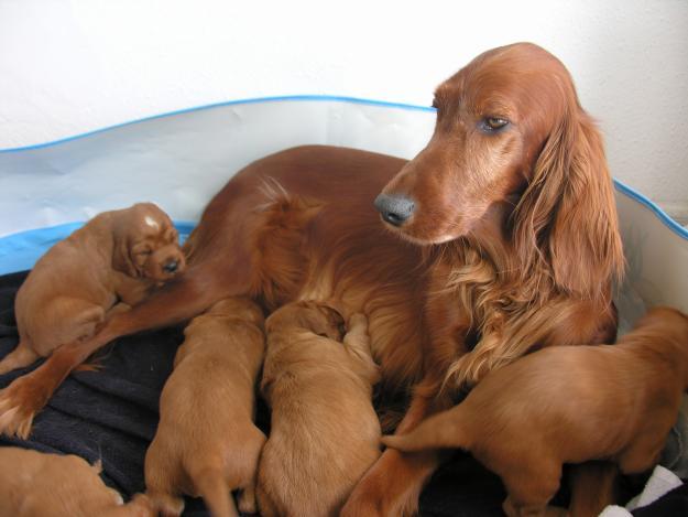 Preciosos cachorros  de Setter Seter Irlandes