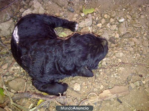 REGALO CACHORROS DE PERO DE AGUA CON LOBA ENANA