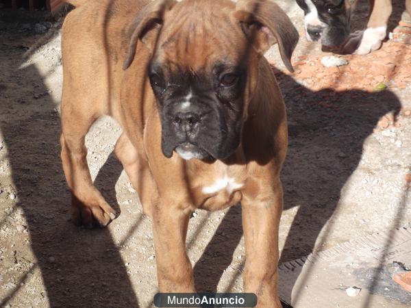 se vende cachorros boxer