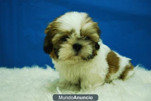 shih tzu, maxima calidad, perrritos de solo dos meses