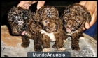 Vendo 3 preciosas perrita de agua - mejor precio | unprecio.es