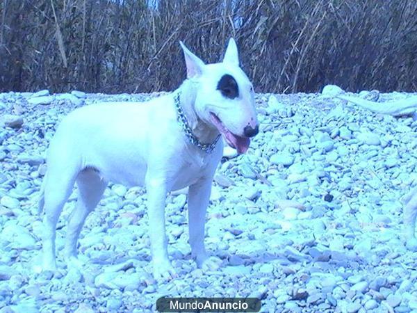 ¡¡se vende espectacular cachorrita de bull terrier 370 !!