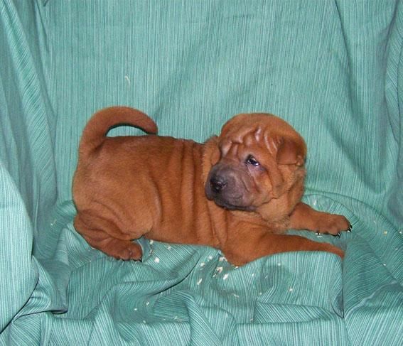 ADORABLES CACHORROS DE SHAR PEI ARRUGADITOS