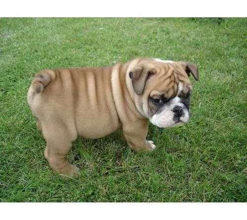 Busco Bulldog Ingles Economico