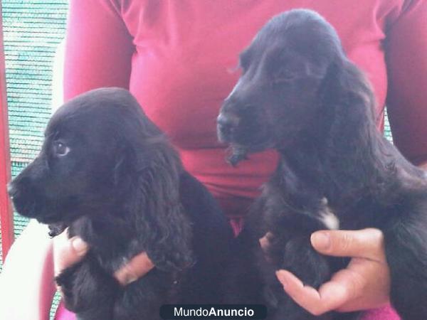 Cachorros de cocker Negros con pedigree