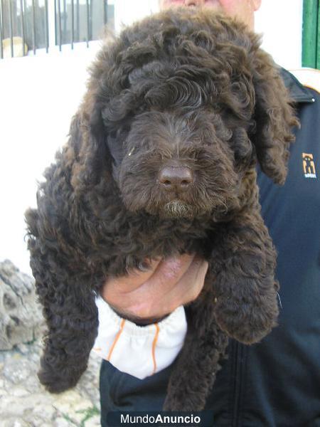 Cachorros de Perro de Aguas Español