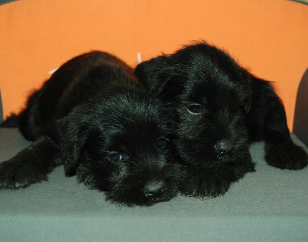 cachorros de schnauzer miniatura con buen pedigre LOE