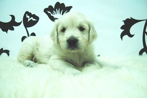 Golden Retriever -  Camada Disponible - www.animalflower.es