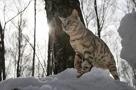 GORGEOUS leopardo KITTENS