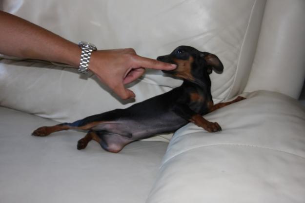 Pinscher Toy Malaga 250€ ocasion