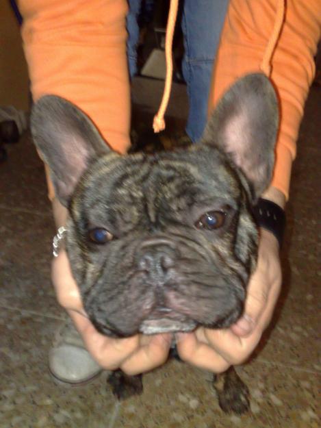 vendo hembra bulldog frances