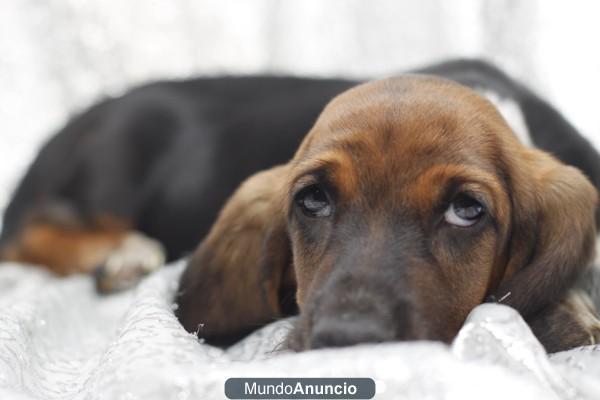 BASSET HOUND –de nuestro criadero a venta,en aquanatura