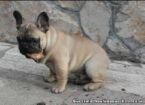 Cachorritos de Bulldog Frances de 1ª Calidad y Totales Garantias. Siempre su compra de Calidad y Segura con Hadican.