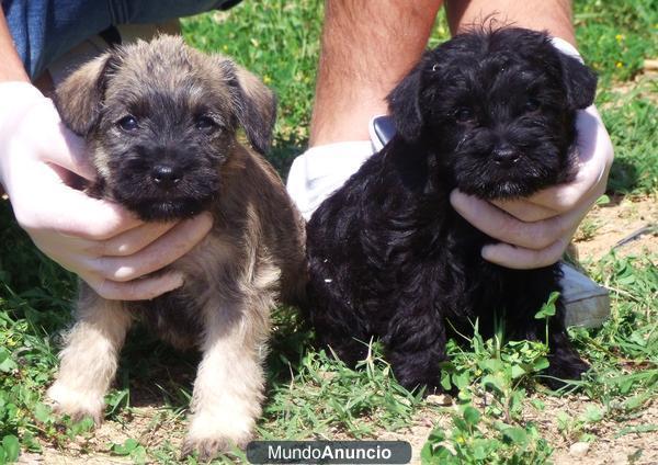 Cachorros Schnauzer Mini 390€