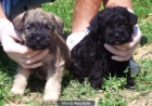 Cachorros Schnauzer Mini 390€ - mejor precio | unprecio.es