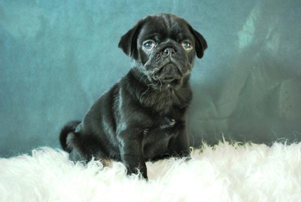 Disponemos de cachorros Carlino Pug en color negro o canela