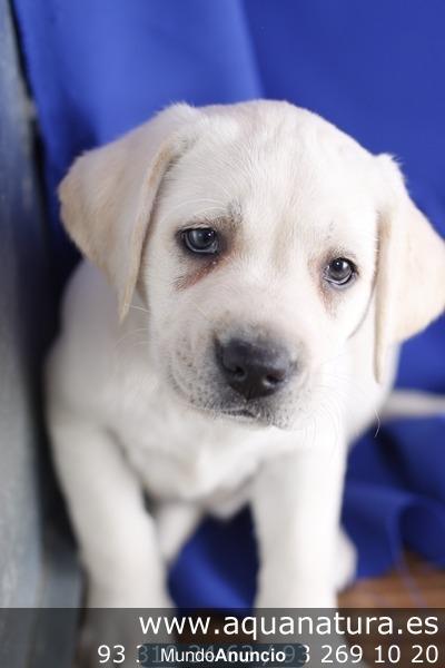 LABRADOR RETRIEVER - CACHORROS -  GARANTÍA AQUANATURA  - TIENDA EN BARCELONA – VENTA - CRIADERO Preciosa camada, se entr