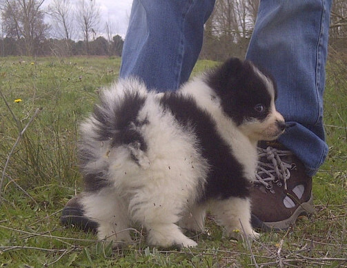 Lindos Pomeranias cachorros en venta