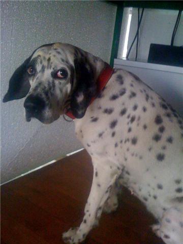 manchita,dalmata en adopcion!!