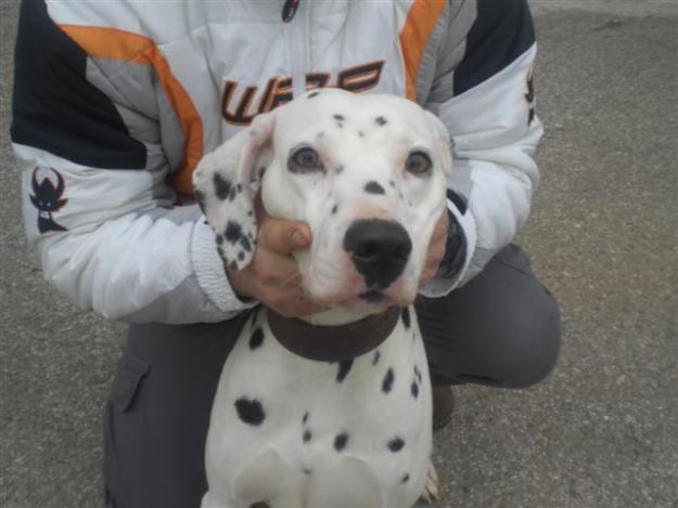 MARA, dalmata busca familia responsable