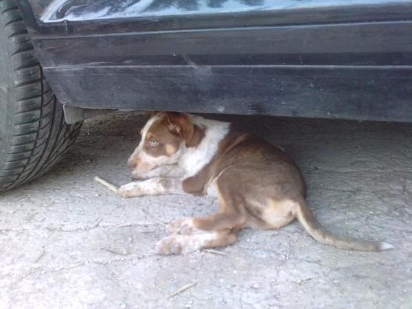 regalo cachorrito