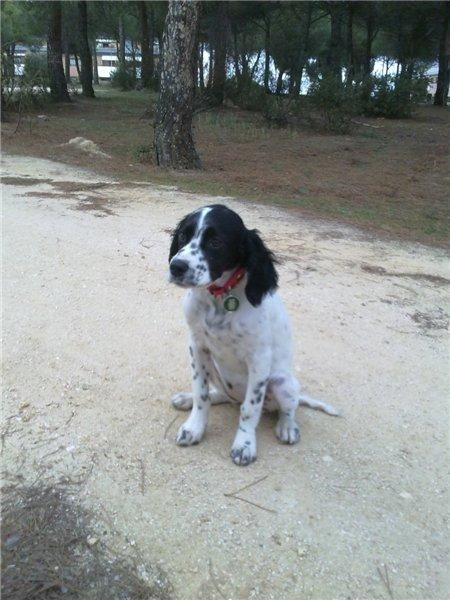 se vende cachorra de 3 meses setter ingles