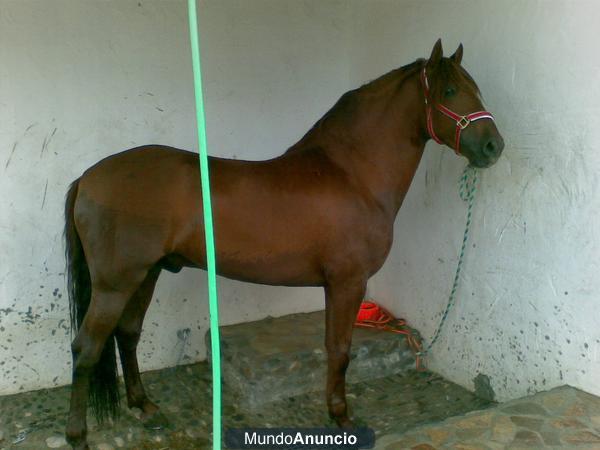 VENDO CABALLO A NIVEL SAN JORGE ALAZAN