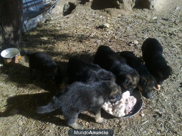 VENDO CINCO CACHORROS DE PASTOR ALEMAN