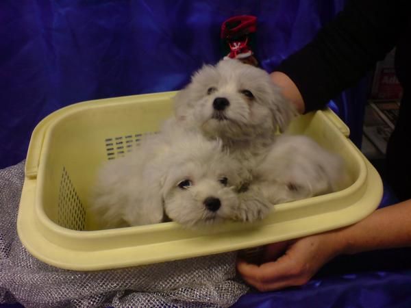 BICHON MALTES CACHORROS EN VENTA