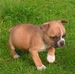 bulldog frances hembra disponible