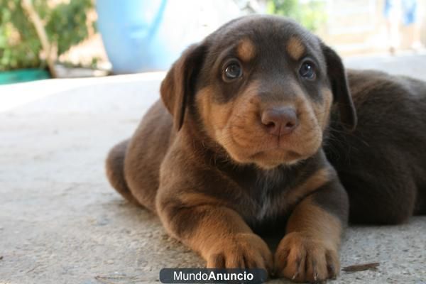 Compro cachorro hembra de rottweiler mesualmente