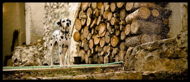 Ofrezco buen dalmata para monta