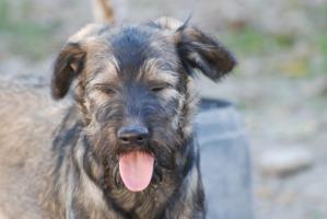 Pum, cachorro abandonado con el resto de su familia, está creciendo sin hogar,